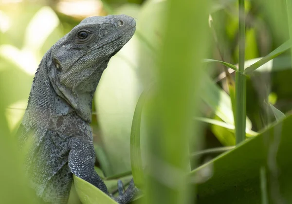 Egy Iguana Cachryx Defensor Természet Yucatan Mexikó — Stock Fotó