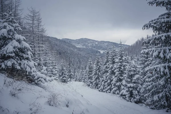Uma Bela Vista Inverno Montanhas Cobertas Neve Árvores — Fotografia de Stock