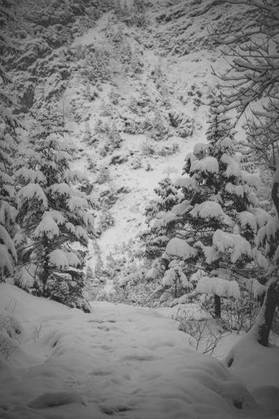 Vertical Grayscale Shot Winter Snow Capped Mountains Trees — Stock Photo, Image