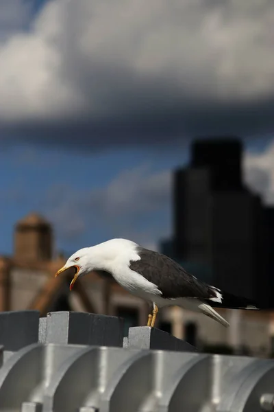 Vertical Shot Lesser Black Backed Gull Squawking — Stock Photo, Image