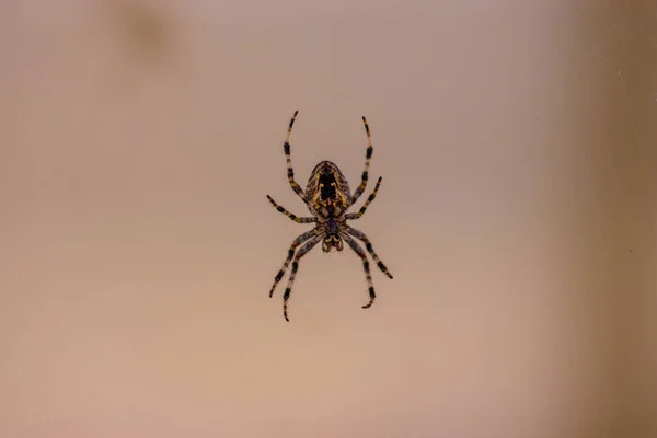在其网页上的黄色和黑色蜘蛛的近照 背景模糊不清 — 图库照片