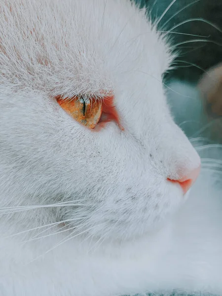 Close Shot Face Heterochromatic Cat Color White Orange Eye — Stock fotografie