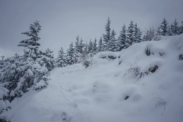 美丽的冬景和白雪覆盖的山林 — 图库照片