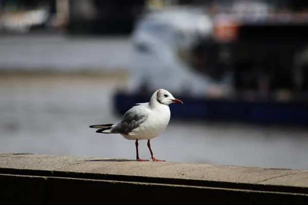 Beautiful Shot Seagull Standing Alone — Foto Stock