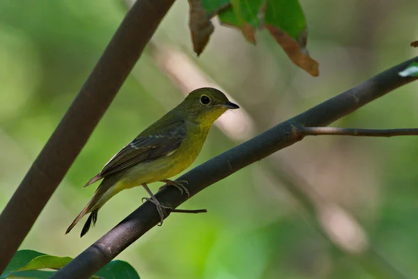 Une Grande Variété Oiseaux Attrapeurs Mouches Trouvés Thaïlande — Photo