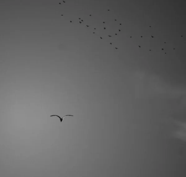 Plan Niveaux Gris Oiseau Volant Dans Ciel Faune — Photo