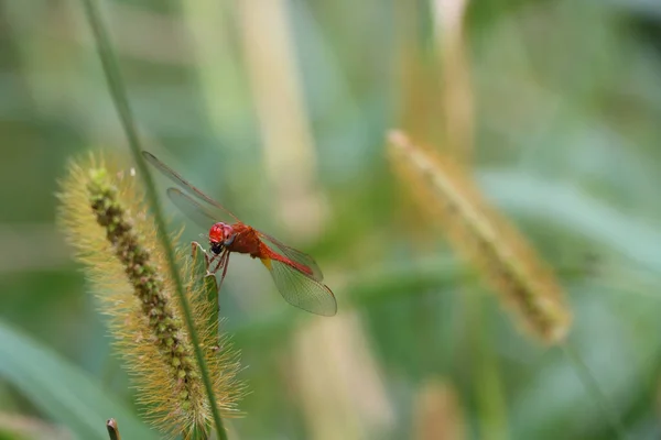 Een Ondiepe Focus Shot Van Een Rood Aderige Donkerder Zittend — Stockfoto