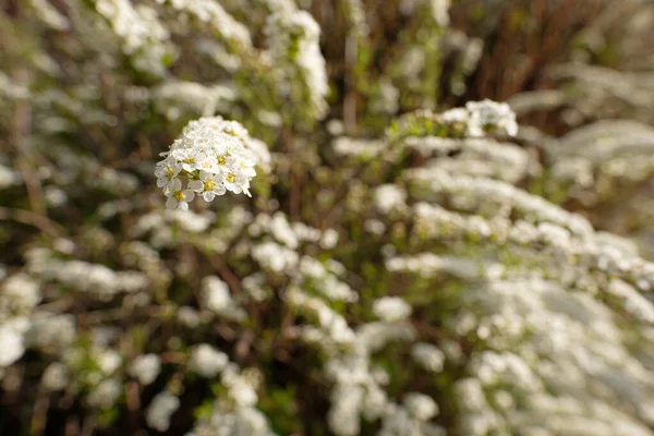 Неглубокий Фокус Снимок Белых Цветов Спирея Изгородь Белый Цветок Крупным — стоковое фото