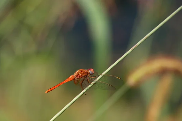 Selective Focus Shot Red Dragonfly Sitting Green Stem Green Nature — Fotografia de Stock