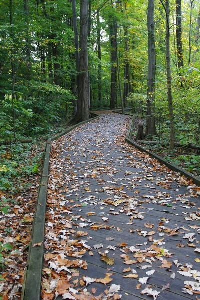 Plan Vertical Une Passerelle Avec Des Arbres — Photo