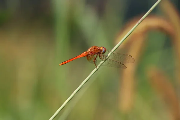 一只红色蜻蜓坐在绿色的枝干上的浅浅的焦距镜头 背景中的绿色自然花朵 — 图库照片