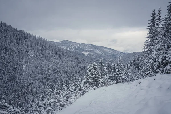 冬と雪に覆われた山々と木々の美しい景色 — ストック写真
