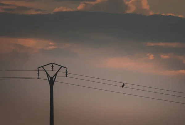 Der Vogel Hockte Auf Dem Stromkabel Gegen Den Abendhimmel — Stockfoto