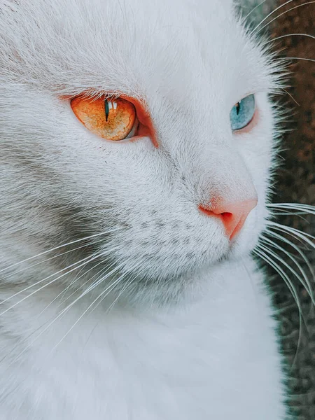 一只五颜六色的猫的脸上的特写镜头 它有着不同的颜色 橙色和蓝色的眼睛 — 图库照片