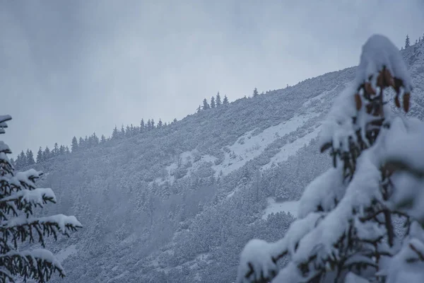 美丽的冬季景色和白雪覆盖的树木 — 图库照片