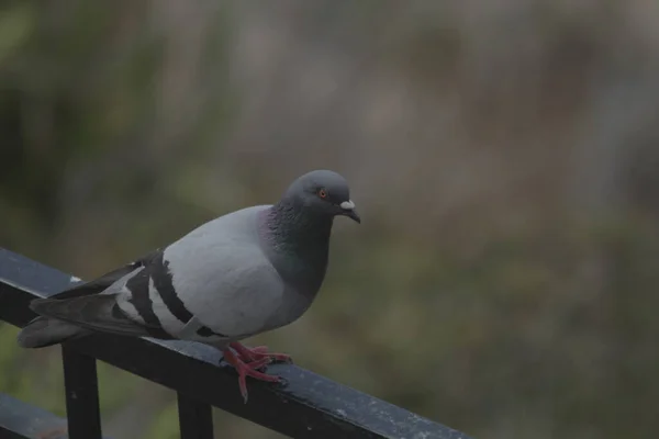 Mise Point Sélective Pigeon Perché Sur Acier — Photo