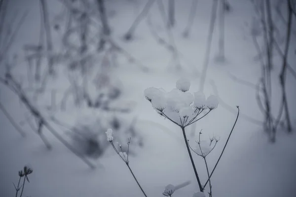 Una Hermosa Vista Del Invierno Las Plantas Cubiertas Nieve — Foto de Stock