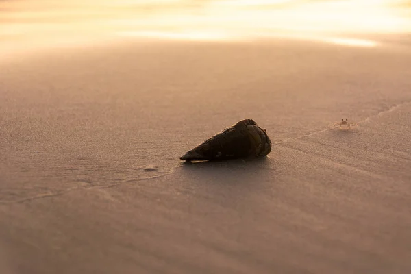 Scenic View Seashell Beach Sunny Weather — Stock Photo, Image