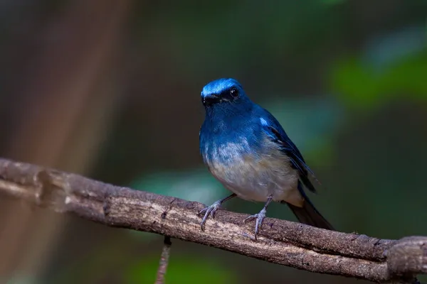 Une Grande Variété Oiseaux Attrapeurs Mouches Trouvés Thaïlande — Photo