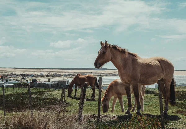 Eine Gruppe Pferde Weidet Cabo Polonio Uruguay — Stockfoto