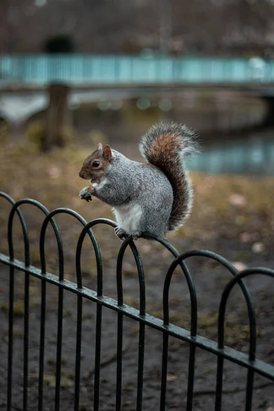 Vertical Shot Squirrel Gate Park — 스톡 사진
