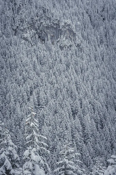 Tiro Vertical Inverno Árvores Cobertas Neve — Fotografia de Stock