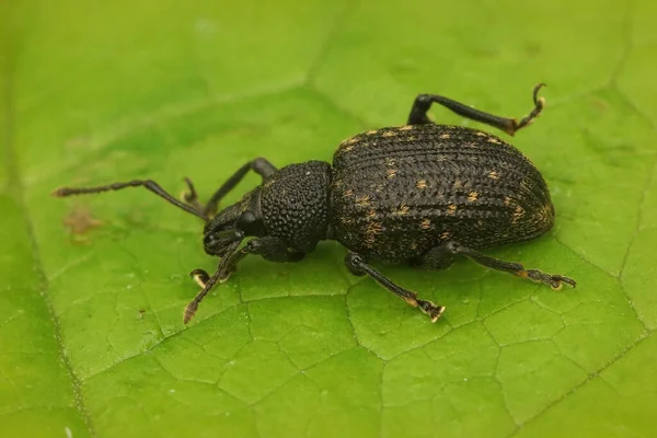 Closeup Black Vine Weevil Otiorhynchus Sulcatus Sitting Green Leaf Garden — Stock Photo, Image