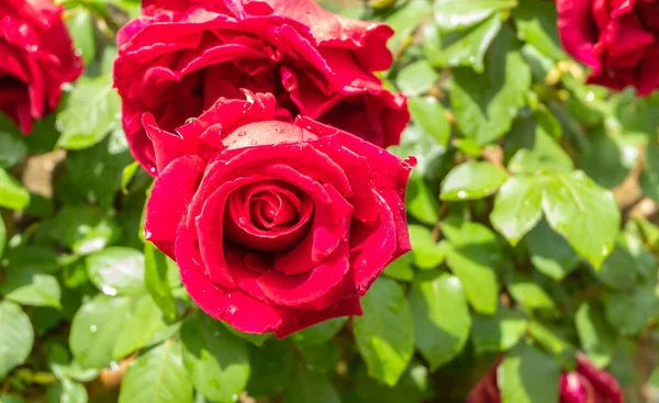 一朵带有雨滴的美丽的红玫瑰在其它玫瑰的无精打采的背景下显得格外醒目 — 图库照片