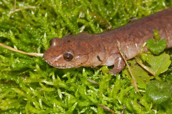 Fechar Uma Salamandra Primavera Adulta Gyrinophilus Porphyriticus Posou Musgo Verde — Fotografia de Stock