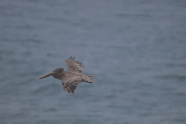 Enfoque Selectivo Pelícano Pico Plano Volando Sobre Mar — Foto de Stock