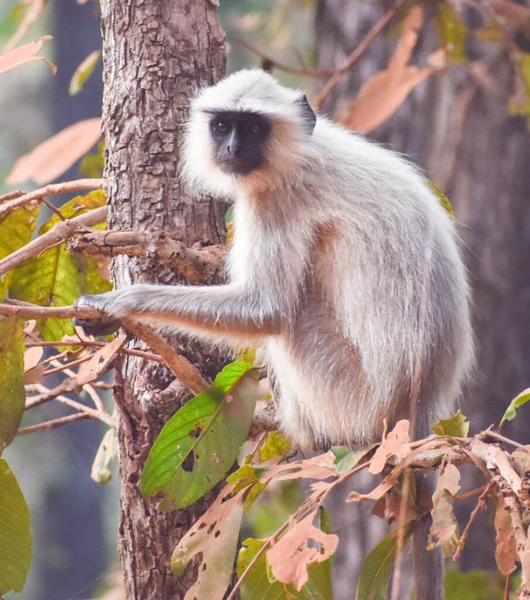 Výběrový Snímek Languru Stromě Džungli — Stock fotografie