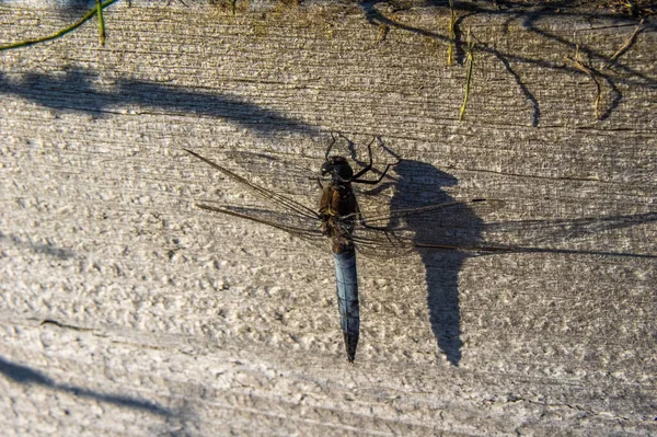 Closeup Shot Blue Odonata Wall — Fotografia de Stock