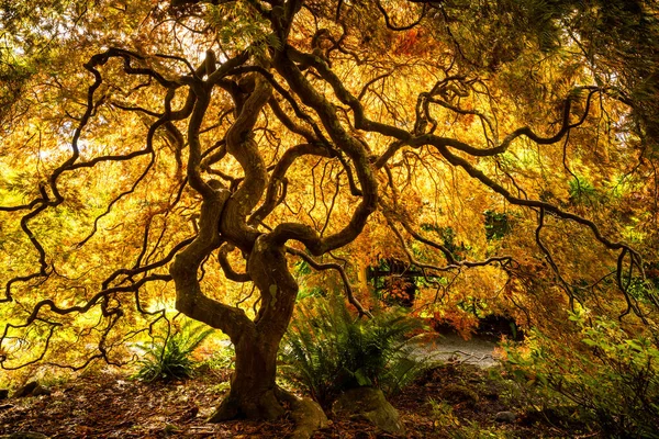 Uma Bela Árvore Bordo Japonês Com Folhas Amarelas Nos Ramos — Fotografia de Stock