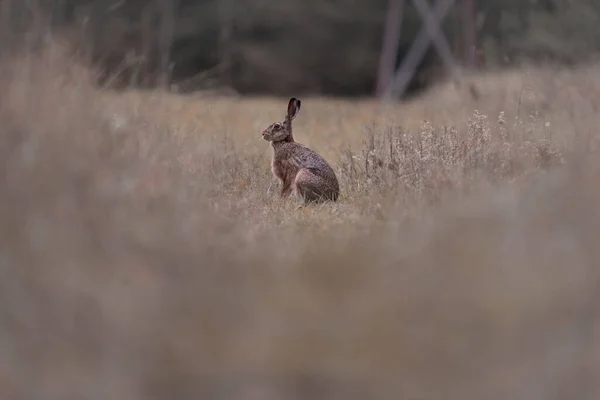 Mise Point Sélective Lapin Sur Terrain Avec Herbe Sèche — Photo