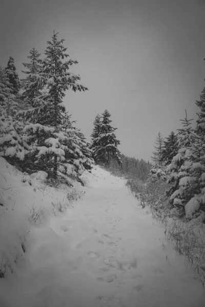 Eine Vertikale Aufnahme Von Winter Und Schneebedeckten Bergen Und Bäumen — Stockfoto