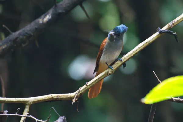 Various Different Cute Flycatcher Birds — Stock Photo, Image