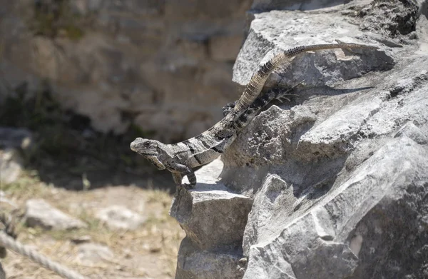 Una Iguana Defensora Caquis Una Roca Yucatán México — Foto de Stock