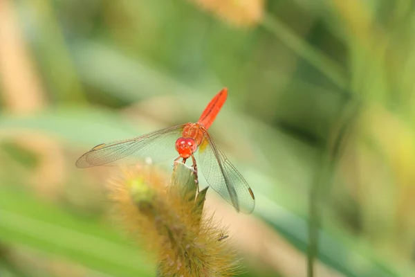 Top View Shallow Focus Shot Red Dragonfly Sitting Green Leaf — Photo