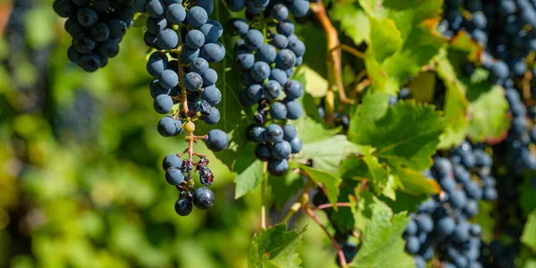 Gros Plan Raisins Bourgognes Mûrs Sur Une Vigne — Photo