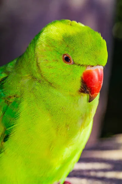 Green Kramer Parakeet Parrot Red Beak Resting Wall — стокове фото