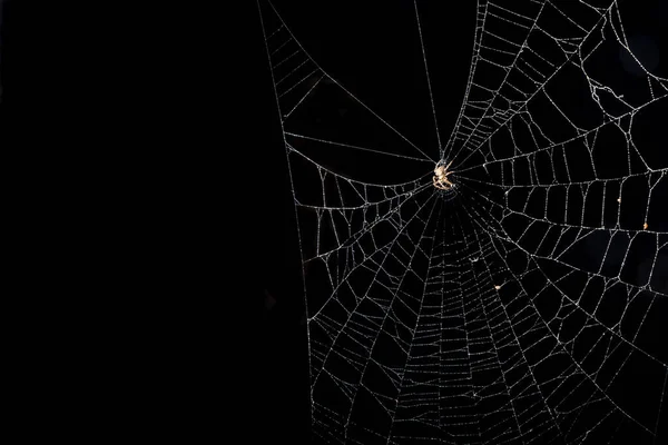 Primer Plano Araña Telaraña Contra Fondo Negro —  Fotos de Stock