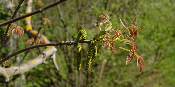 Les Pousses Les Fleurs Sur Noyer Jugans Regia — Photo