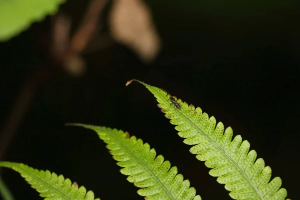 Close Das Folhas Christella Dentata Também Conhecido Por Samambaia Macia — Fotografia de Stock