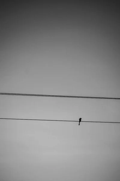 Plan Vertical Niveaux Gris Oiseau Perché Dans Câble Électrique — Photo