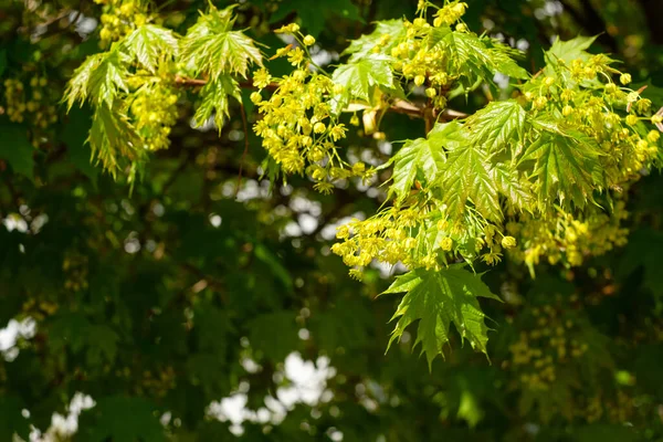 Maple Tree Blossoms — Stockfoto