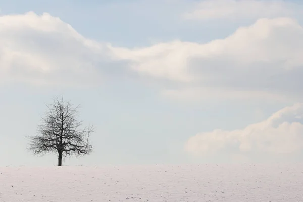 在德国 一个美丽的冬季森林照片 — 图库照片