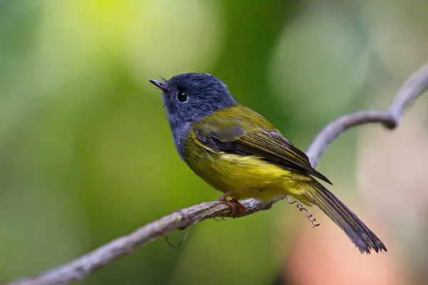 Una Amplia Variedad Aves Voladoras Que Encuentran Tailandia —  Fotos de Stock