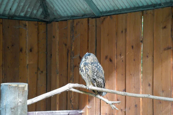 Owl Sitting Branch Background Wooden Shed Green Roof — Stock Photo, Image