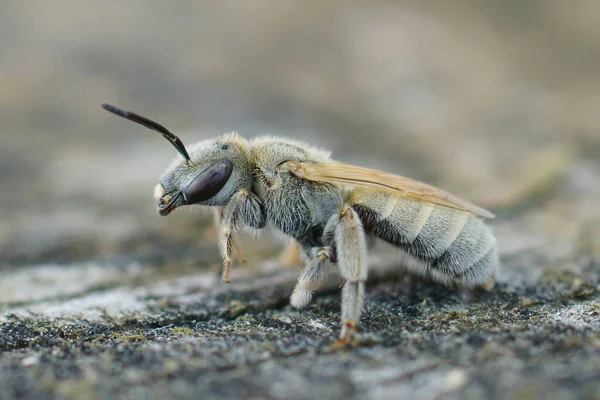 Fechamento Uma Fêmea Mealy Metallic Furrow Bee Vestitohalictus Pollinosus Gard — Fotografia de Stock