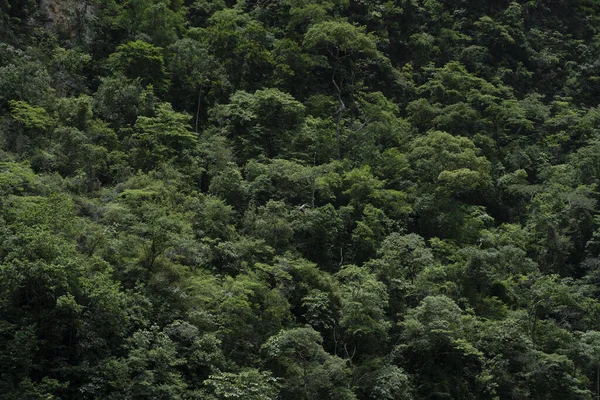 メキシコの緑豊かなジャングルの美しいショット — ストック写真